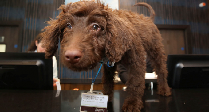 Staybridge suites employs labradoodle to greet guests