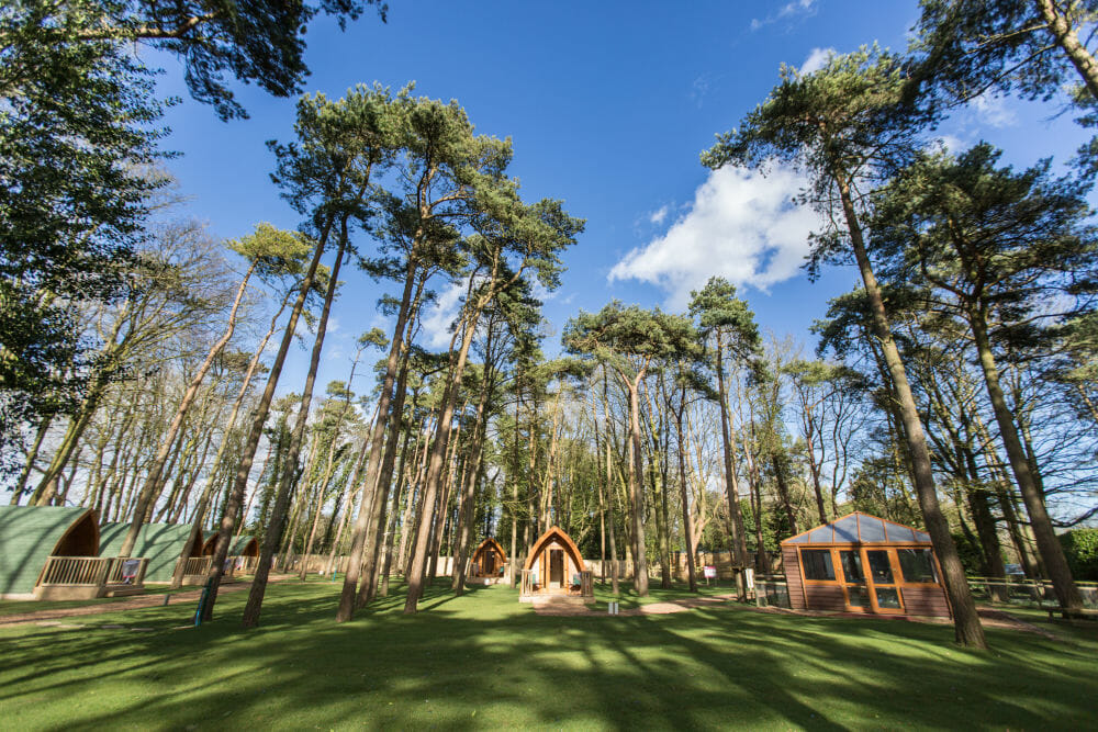 Pinewood Opens at Port Lympne Reserve