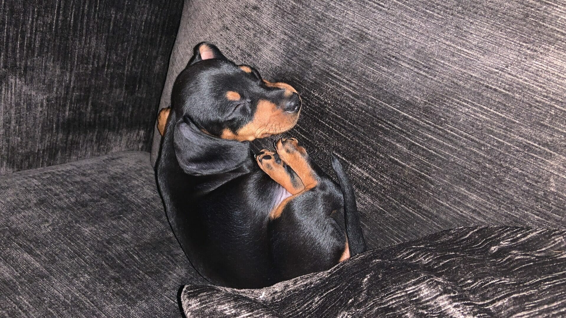 Homeless shelter dogs treated to a ‘pawsome’ day out at luxury Tewkesbury hotel