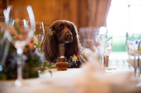 Hedsor House Launches ‘Canine Concierge’ Service