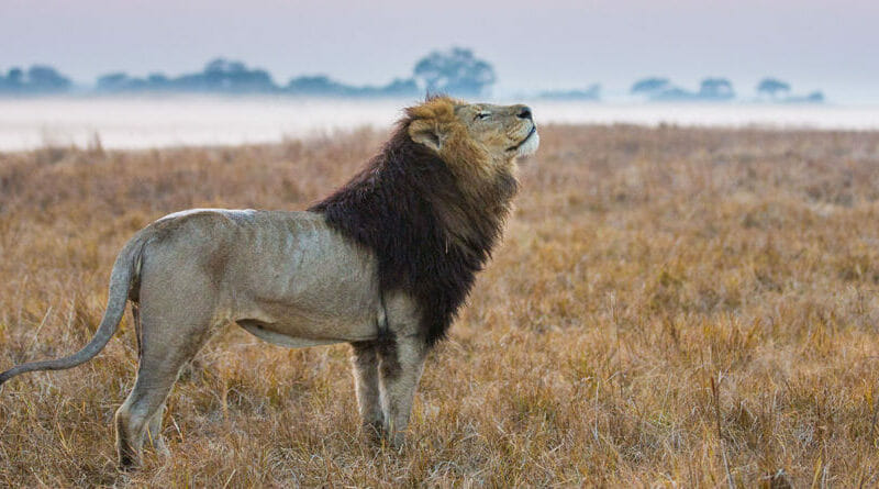 Wilderness Safaris and Panthera Introduce Unique Lion Conservation Trip to Zambia