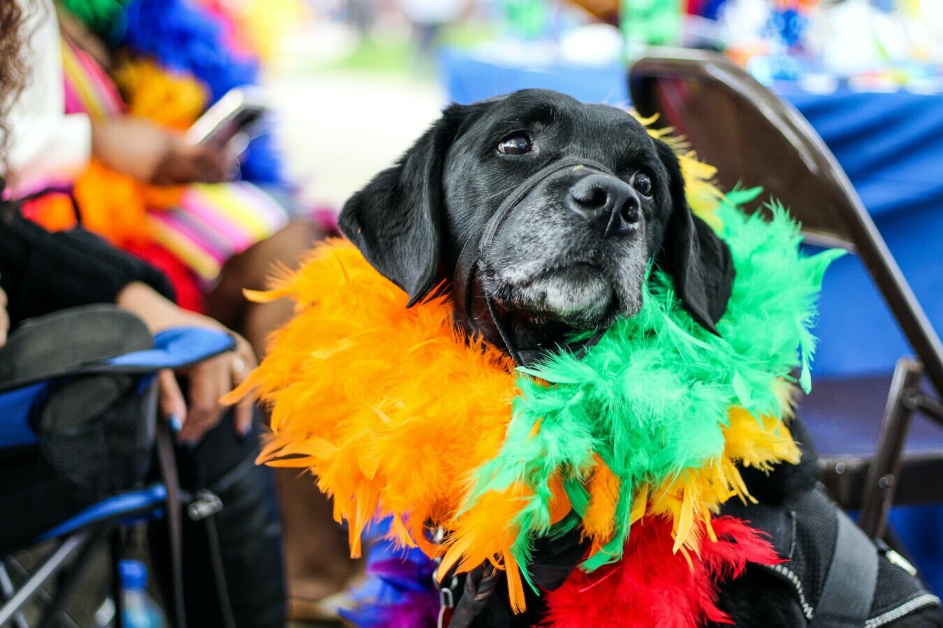 Celebrate Mardi Gras With Your Dog